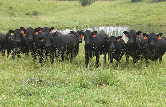 Heifers Reds